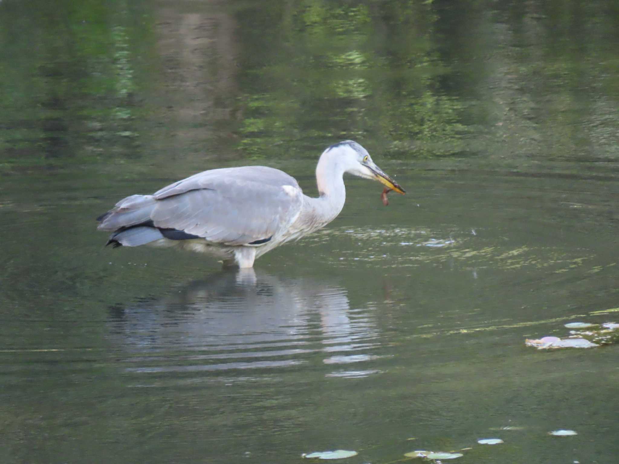 代々木公園 アオサギの写真 by のぐち