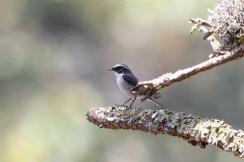 Grey Bush Chat Doi Angkhang View Point Wed, 3/22/2017