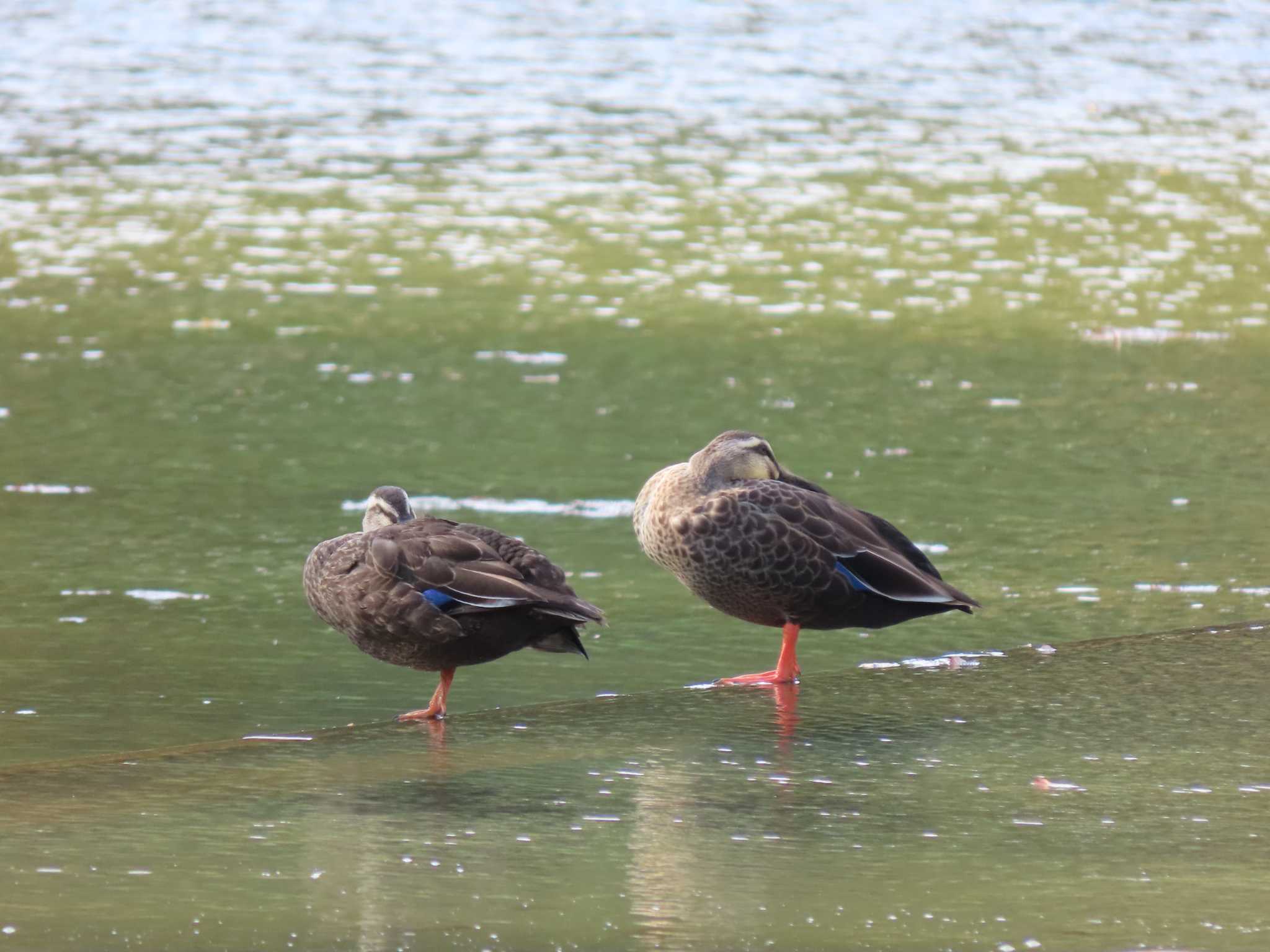 代々木公園 カルガモの写真 by のぐち