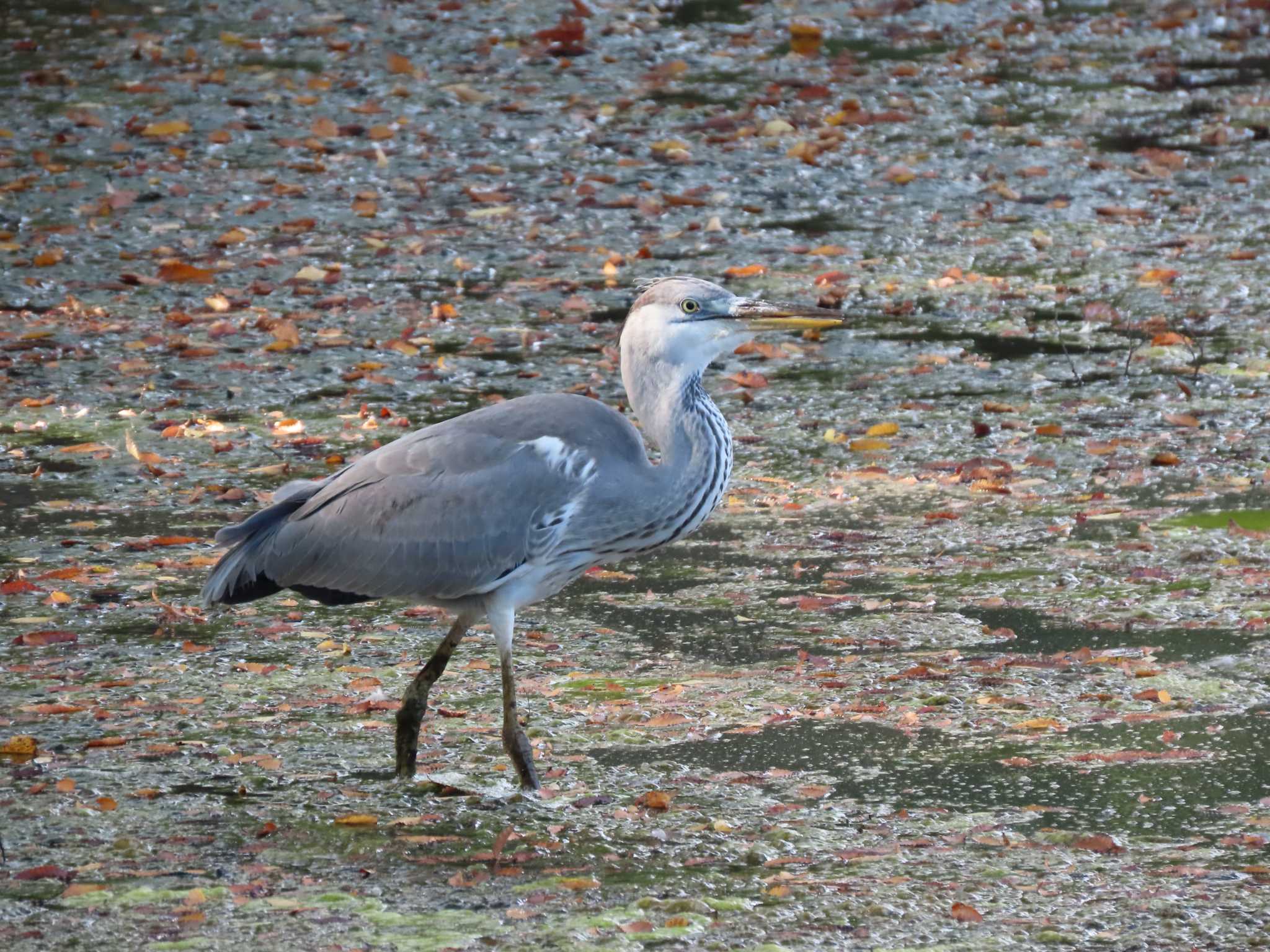 代々木公園 アオサギの写真 by のぐち