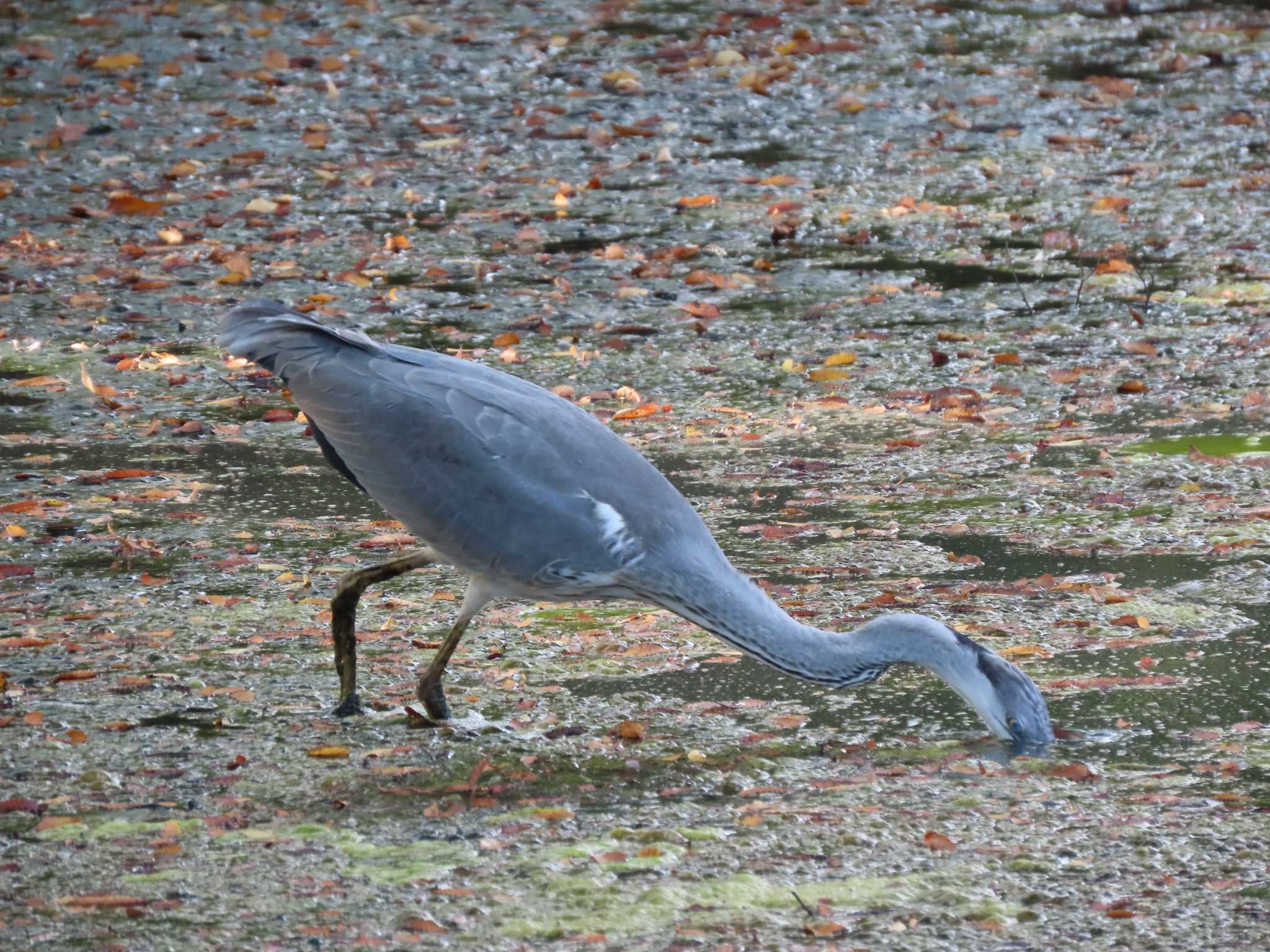 代々木公園 アオサギの写真 by のぐち