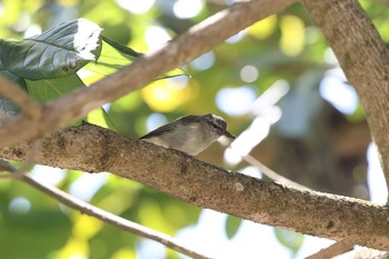 Two-barred Warbler Doi Angkhang View Point Wed, 3/22/2017