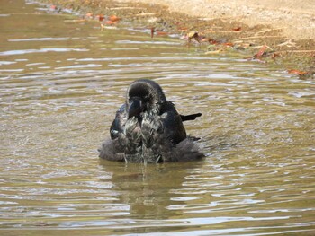 2021年10月9日(土) 代々木公園の野鳥観察記録