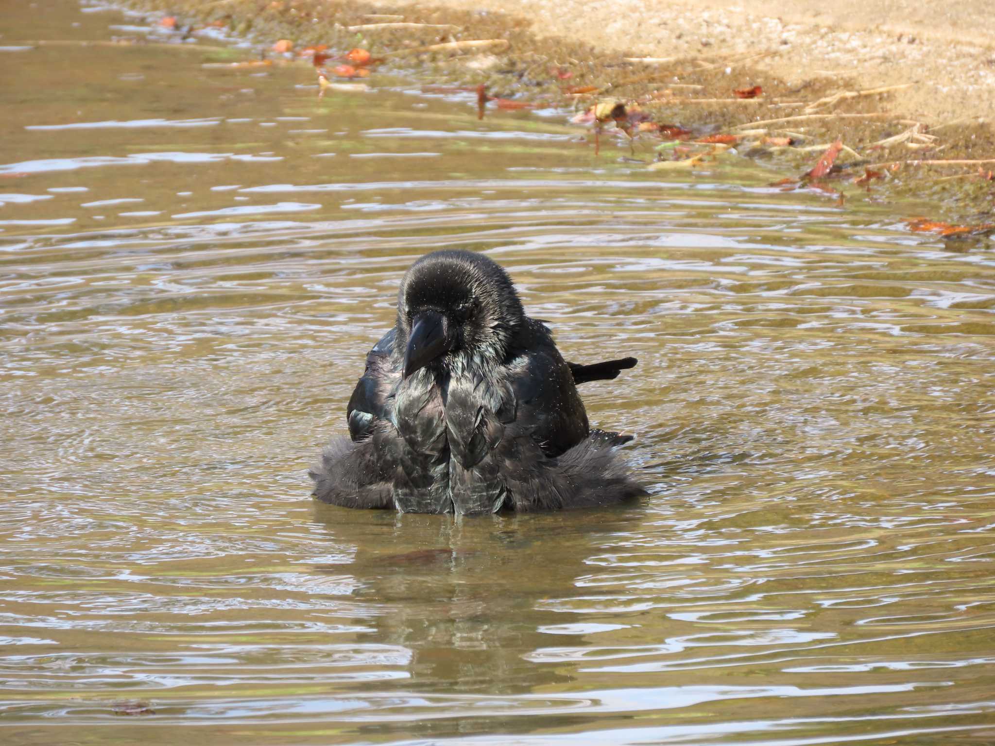 代々木公園 ハシブトガラスの写真 by のぐち