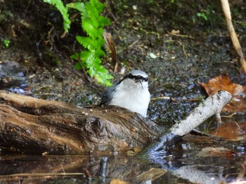 ゴジュウカラ 支笏湖野鳥の森 2021年10月9日(土)