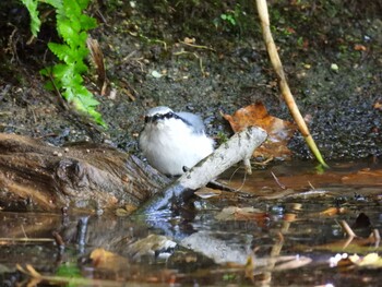 ゴジュウカラ 支笏湖野鳥の森 2021年10月9日(土)