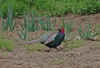Green Pheasant Unknown Spots Sat, 4/22/2017