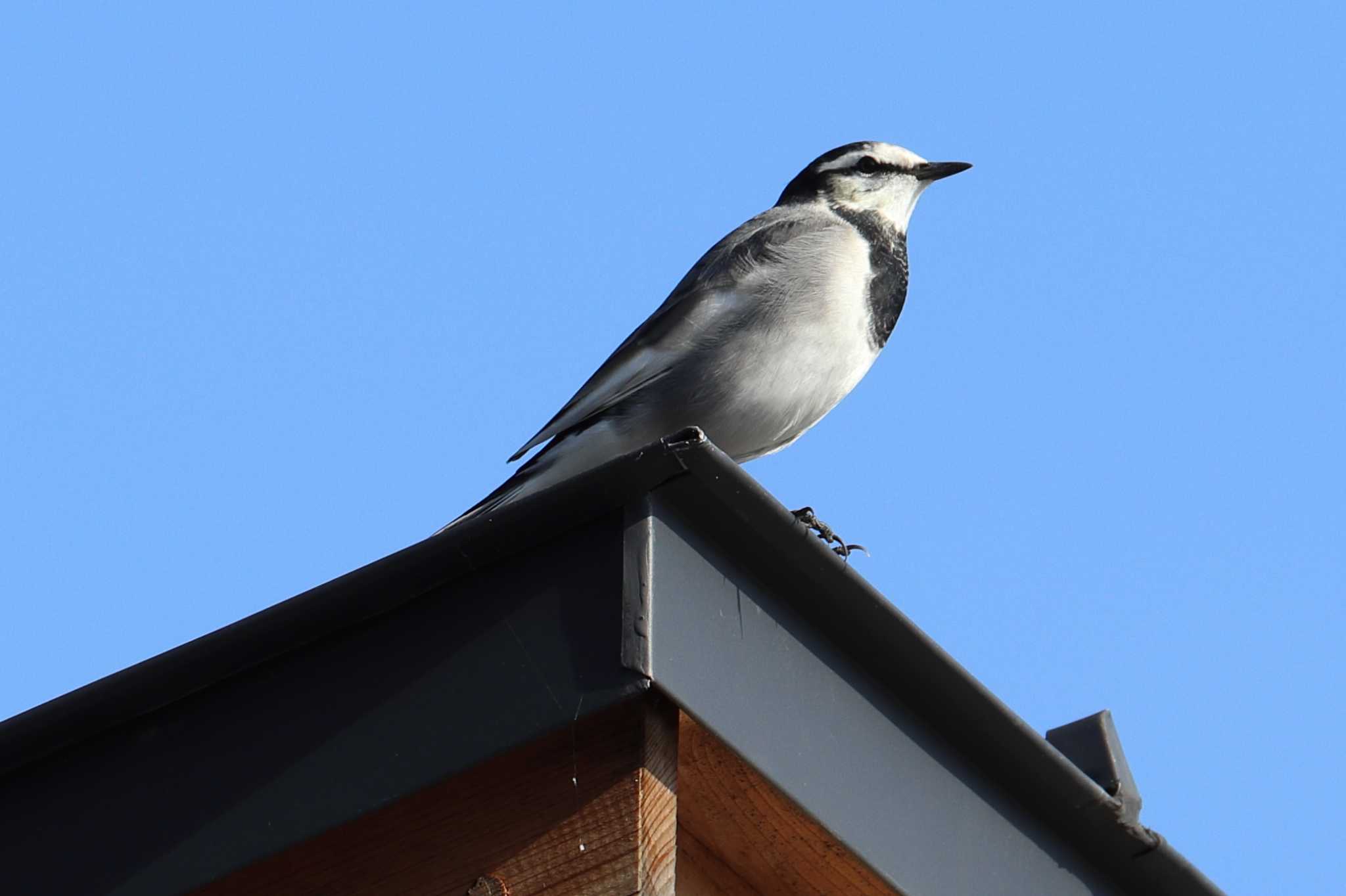 Photo of White Wagtail at 大仙公園 by アミメキリン