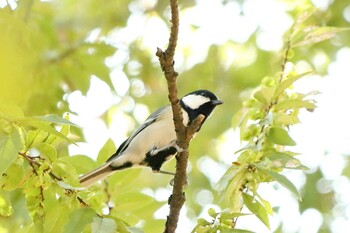 シジュウカラ 大仙公園 2021年10月9日(土)