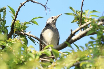 ムクドリ 大仙公園 2021年10月9日(土)