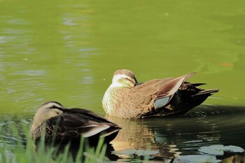 カルガモ 大仙公園 2021年10月9日(土)