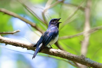 2021年7月17日(土) 茅野市の野鳥観察記録