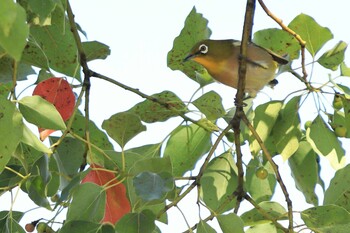 メジロ 大仙公園 2021年10月9日(土)