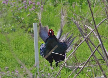 Green Pheasant Unknown Spots Thu, 4/20/2017