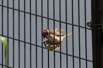 2021年7月10日(土) 横浜市の野鳥観察記録