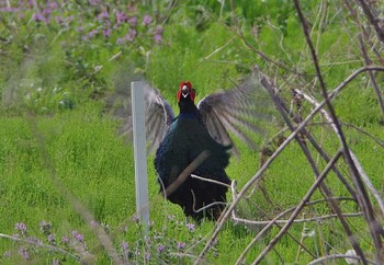 Green Pheasant Unknown Spots Thu, 4/20/2017