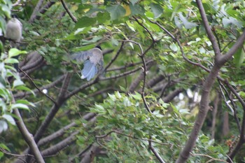 Azure-winged Magpie 東綾瀬公園 Sun, 10/10/2021