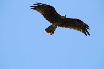 Black Kite 真鶴 Fri, 9/24/2021