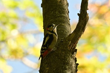 Great Spotted Woodpecker Nishioka Park Sun, 10/10/2021