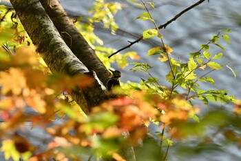 Great Spotted Woodpecker Nishioka Park Sun, 10/10/2021