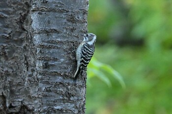 Japanese Pygmy Woodpecker Nishioka Park Sun, 10/10/2021