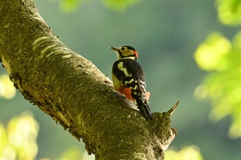 Great Spotted Woodpecker Nishioka Park Sun, 10/10/2021