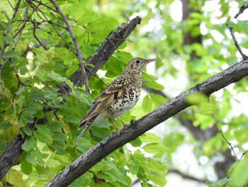 2021年10月10日(日) 朝陽公園(北京)の野鳥観察記録