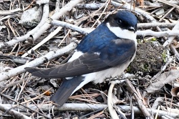 Asian House Martin Unknown Spots Sat, 4/22/2017