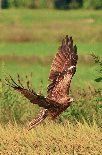 Black Kite 鬼怒川　河川敷 Sun, 9/19/2021