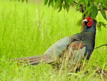 Green Pheasant 稲沢市 Thu, 5/20/2021