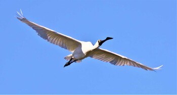 Black-faced Spoonbill Osaka Nanko Bird Sanctuary Sun, 10/10/2021