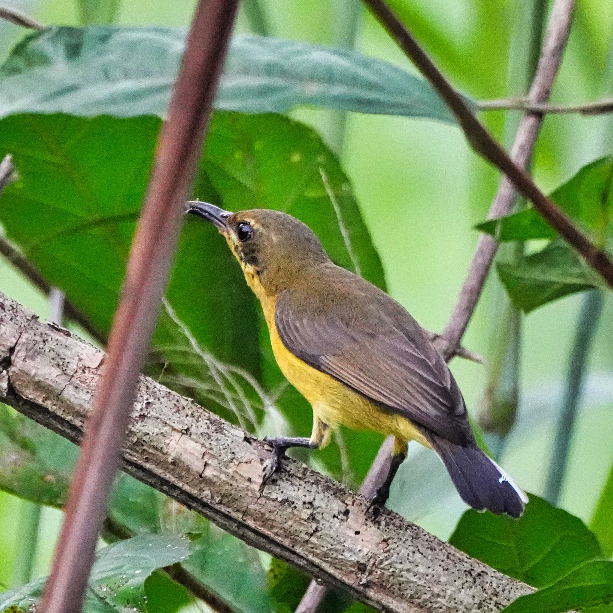 キバラタイヨウチョウ