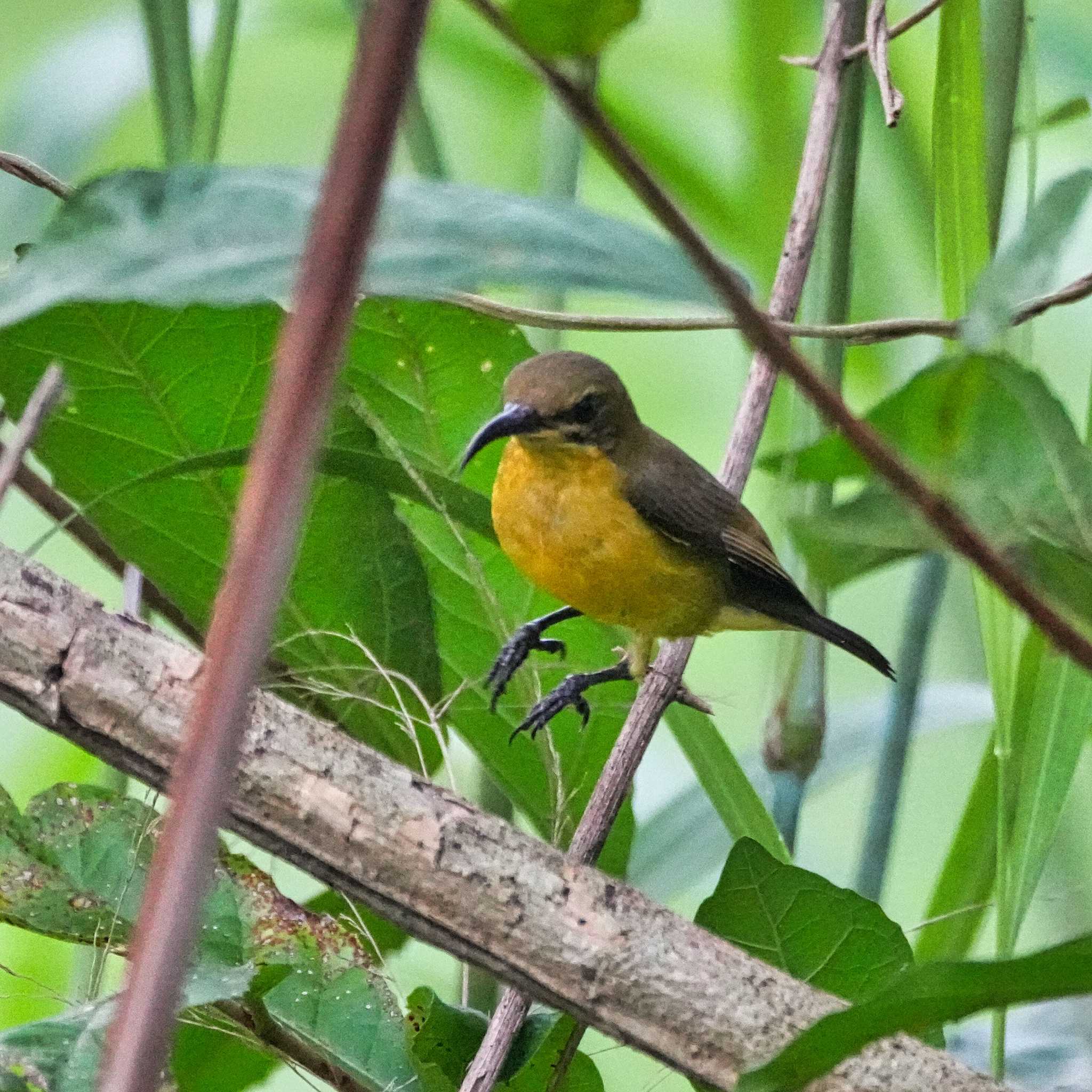 Photo of Ornate Sunbird at Ban Amphoe, Chon Buri by span265