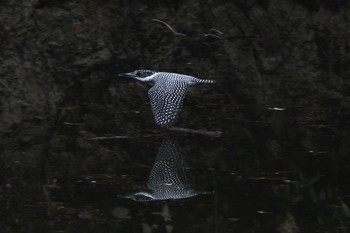 Crested Kingfisher Unknown Spots Sat, 4/15/2017