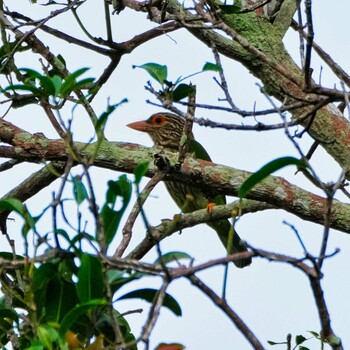 Lineated Barbet Ban Amphoe, Chon Buri Sun, 10/10/2021