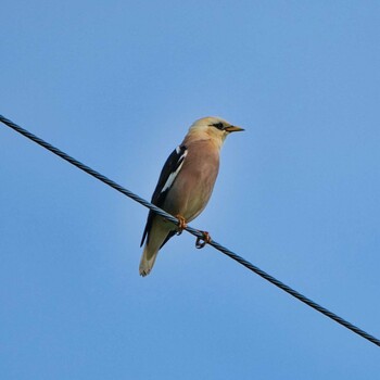 Sun, 10/10/2021 Birding report at Ban Amphoe, Chon Buri