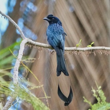 Greater Racket-tailed Drongo Ban Amphoe, Chon Buri Sun, 10/10/2021