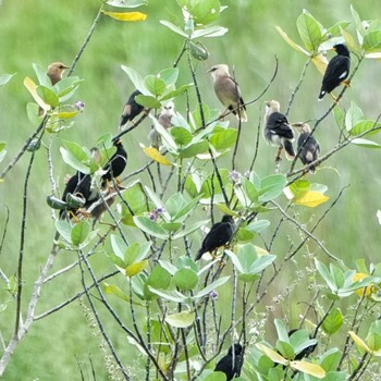 Vinous-breasted Myna Ban Amphoe, Chon Buri Sun, 10/10/2021