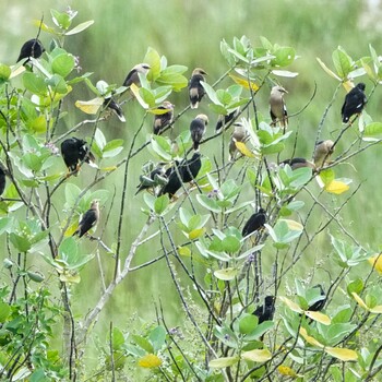 Vinous-breasted Myna Ban Amphoe, Chon Buri Sun, 10/10/2021