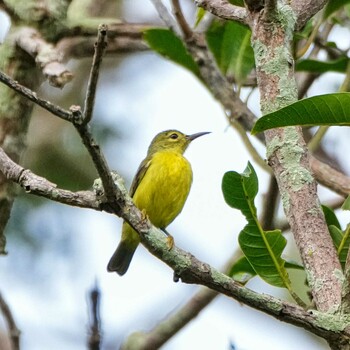 チャノドコバシタイヨウチョウ Ban Amphoe, Chon Buri 2021年10月10日(日)