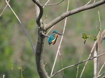 Common Kingfisher 北浅川 Fri, 4/28/2017