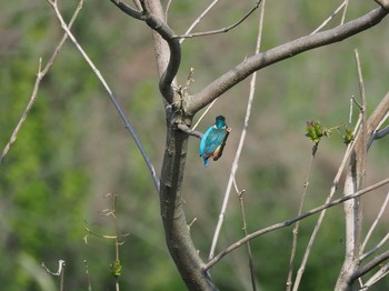 Common Kingfisher 北浅川 Fri, 4/28/2017