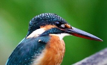 カワセミ 薬師池公園 2021年10月10日(日)