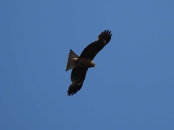 Black Kite 北浅川 Fri, 4/28/2017