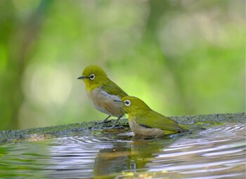 メジロ 権現山(弘法山公園) 2021年10月4日(月)