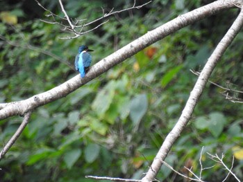 2021年10月10日(日) 座間谷戸山公園の野鳥観察記録