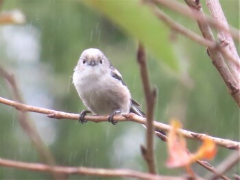 2021年10月10日(日) 水元公園の野鳥観察記録