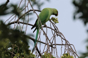 Indian Rose-necked Parakeet Mizumoto Park Sun, 10/10/2021