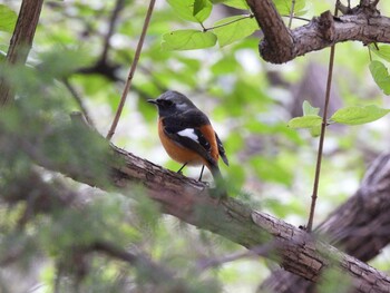 2021年10月10日(日) 香河園公園(北京)の野鳥観察記録