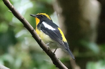 2021年10月10日(日) 水元公園の野鳥観察記録